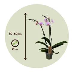 PLANT IN A BOX - Orchidée papillon - phalaenopsis - hauteur 50-60cm - ⌀12cm