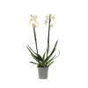 PLANT IN A BOX - Orchidée papillon - phalaenopsis - hauteur 50-60cm - ⌀12cm