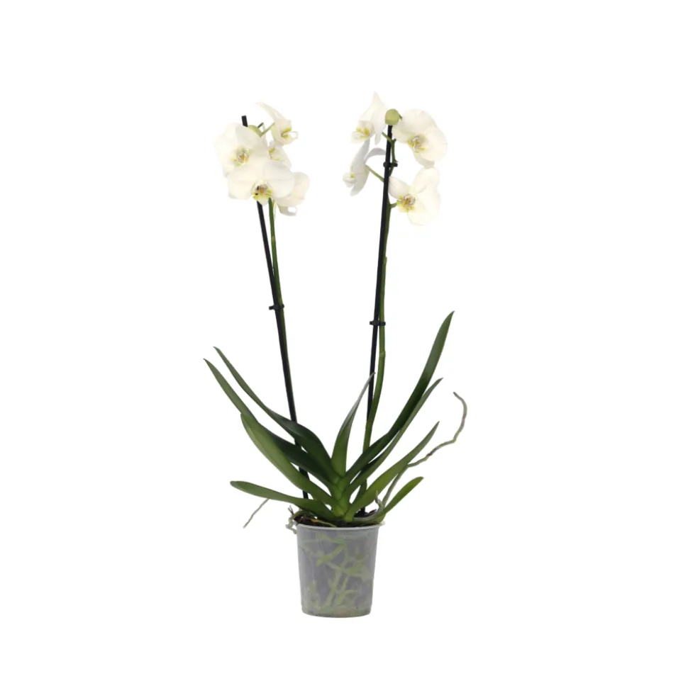 PLANT IN A BOX - Orchidée papillon - phalaenopsis - hauteur 50-60cm - ⌀12cm