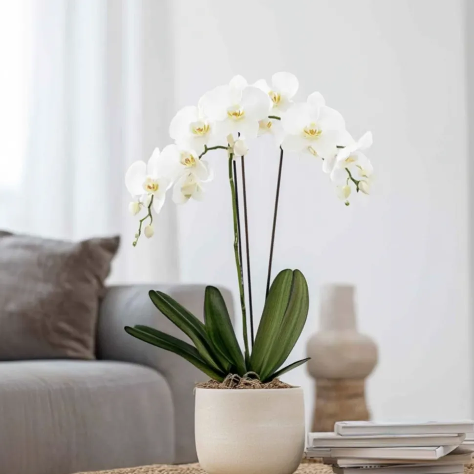 PLANT IN A BOX - Orchidée papillon - phalaenopsis - hauteur 50-60cm - ⌀12cm