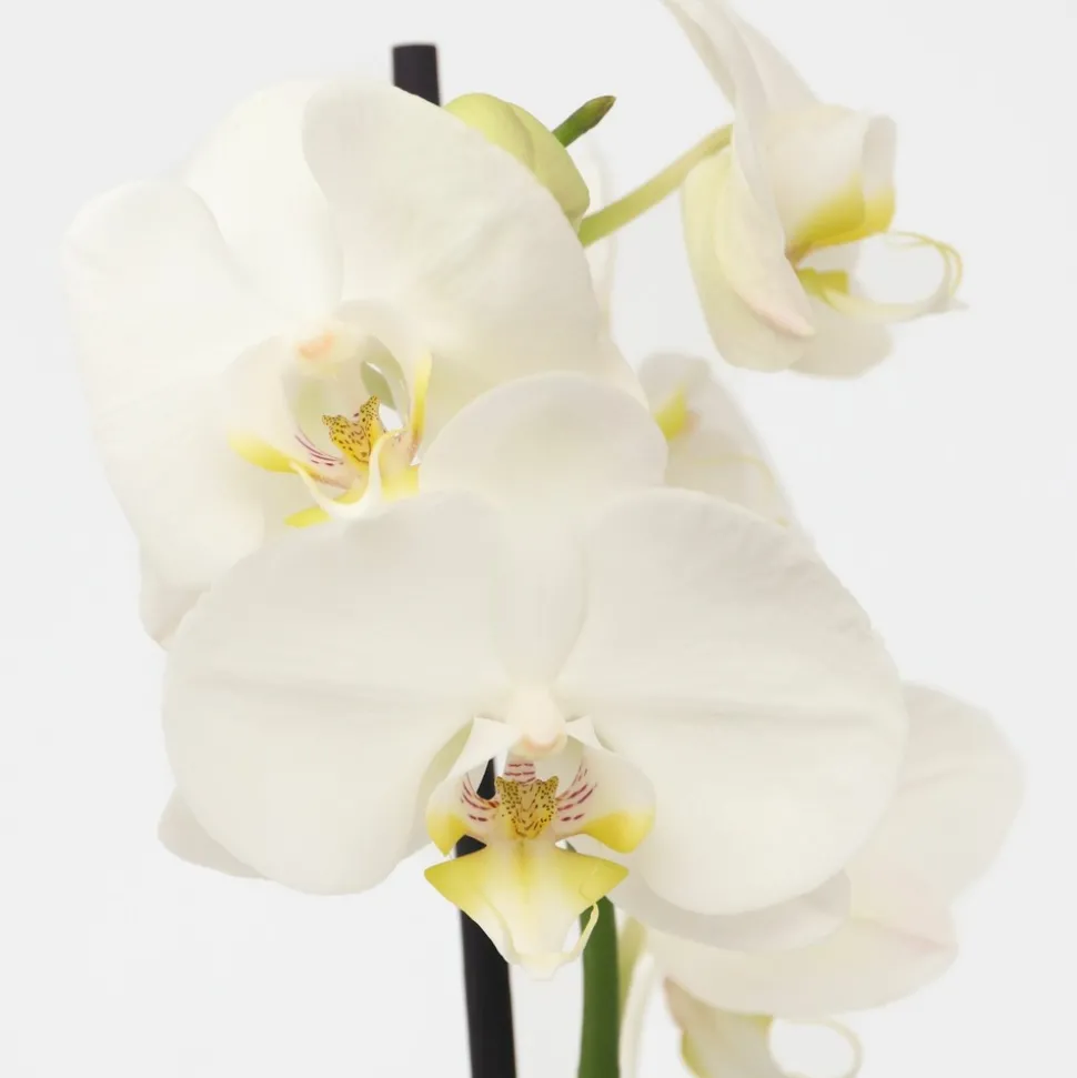 PLANT IN A BOX - Orchidée papillon - phalaenopsis - hauteur 50-60cm - ⌀12cm