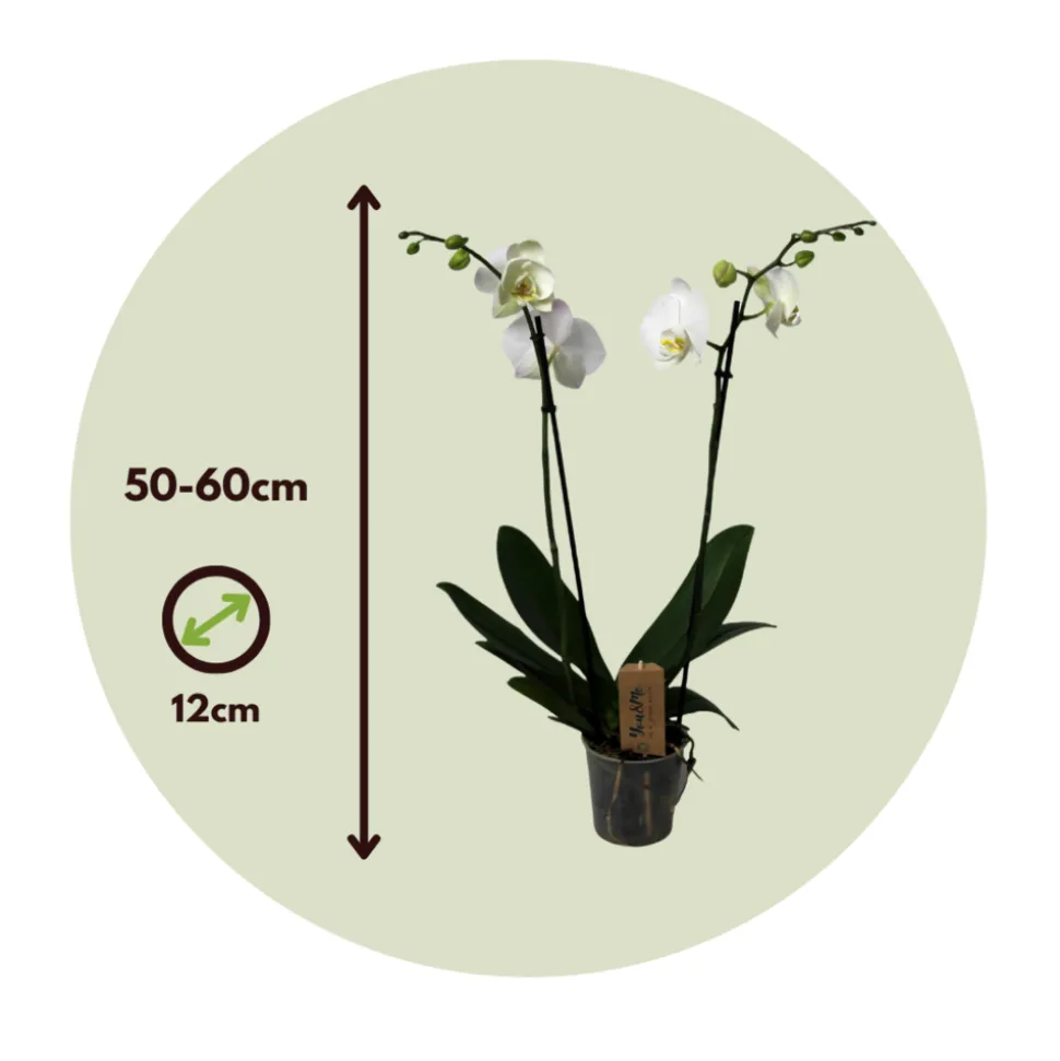 PLANT IN A BOX - Orchidée papillon - phalaenopsis - hauteur 50-60cm - ⌀12cm