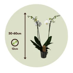 PLANT IN A BOX - Orchidée papillon - phalaenopsis - hauteur 50-60cm - ⌀12cm