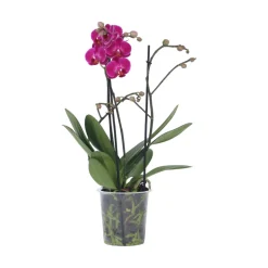 PLANT IN A BOX - Orchidée papillon - phalaenopsis multiflora - hauteur 35-45cm - ⌀12cm
