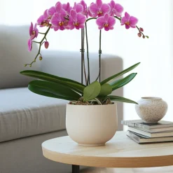 PLANT IN A BOX - Orchidée papillon - phalaenopsis multiflora - hauteur 35-45cm - ⌀12cm