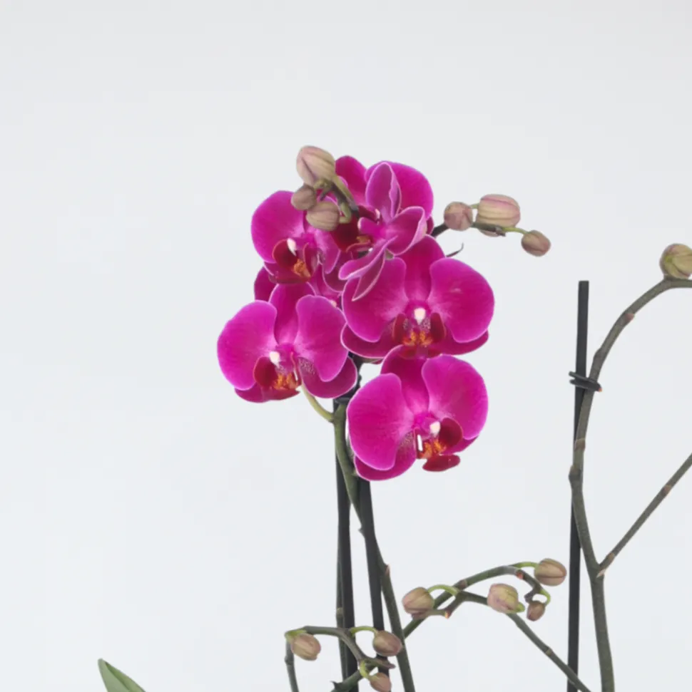 PLANT IN A BOX - Orchidée papillon - phalaenopsis multiflora - hauteur 35-45cm - ⌀12cm