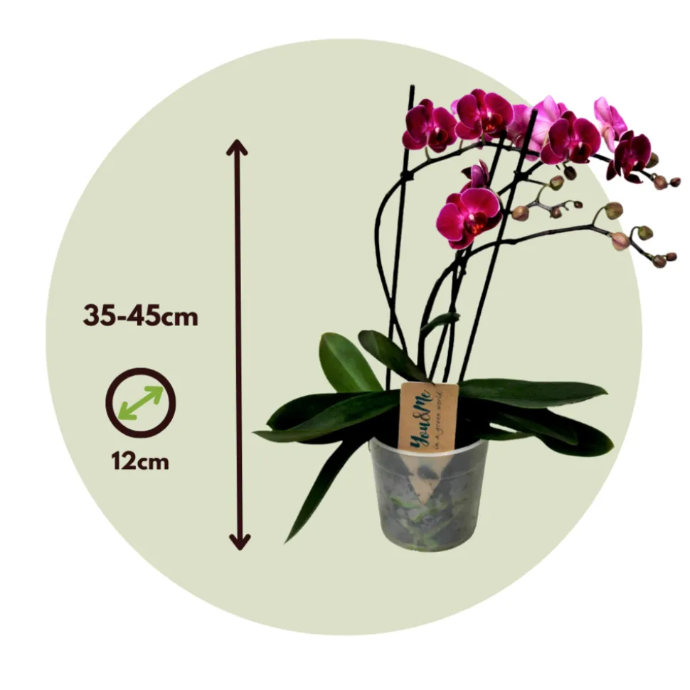 PLANT IN A BOX - Orchidée papillon - phalaenopsis multiflora - hauteur 35-45cm - ⌀12cm