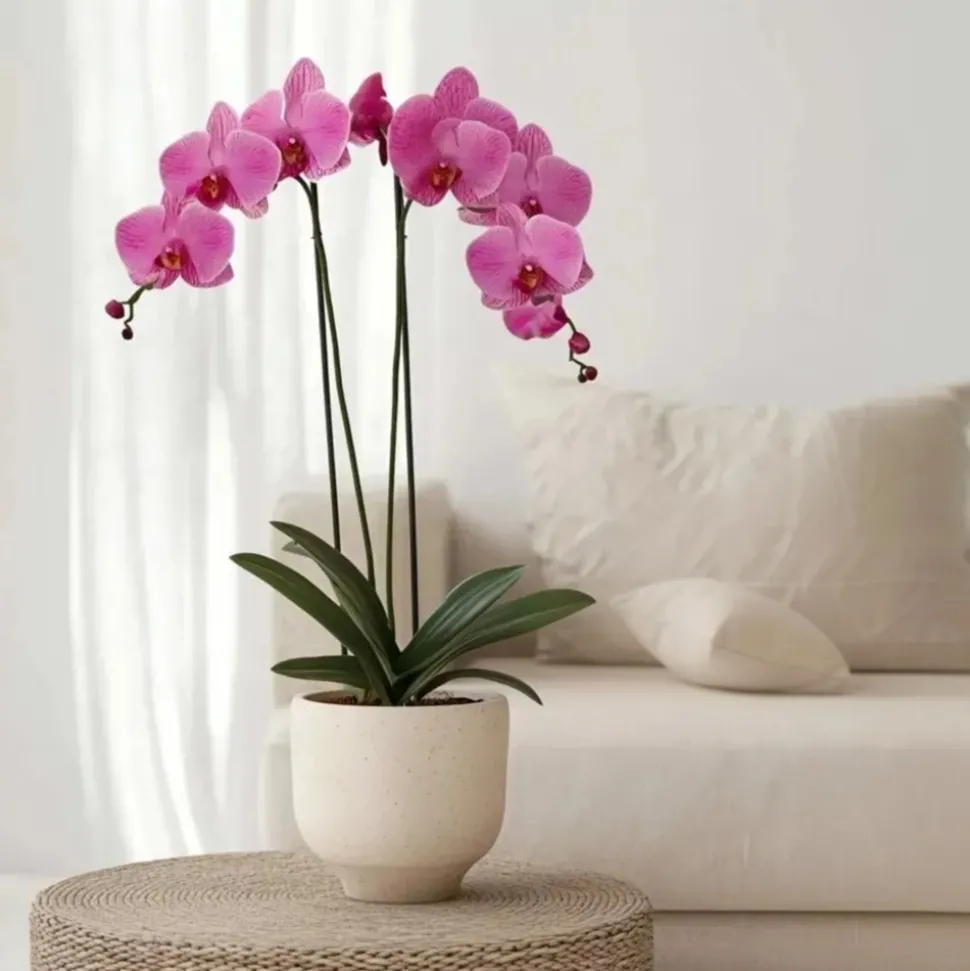 PLANT IN A BOX - Orchidée papillon - phalaenopsis - hauteur 50-60cm - ⌀12cm