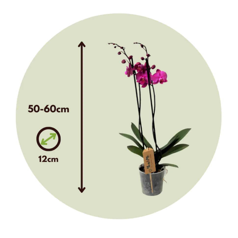 PLANT IN A BOX - Orchidée papillon - phalaenopsis - hauteur 50-60cm - ⌀12cm