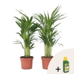 PLANT IN A BOX - Palmier areca - set de 2 - dypsis lutescens - hauteur 60-70cm - ⌀17cm