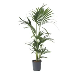 PLANT IN A BOX - Palmier kentia - howea forsteriana - hauteur 90-100cm - ⌀18cm
