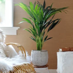 PLANT IN A BOX - Palmier kentia - howea forsteriana - hauteur 90-100cm - ⌀18cm