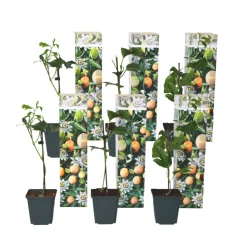 PLANT IN A BOX - Passiflore - set de 6 - passiflora edulis 'frederick' - hauteur 25-40cm - ⌀9cm
