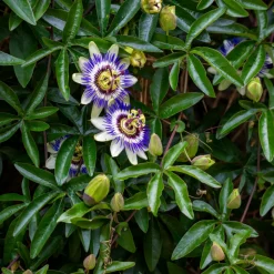 PLANT IN A BOX - Passiflore - set de 6 - passiflora edulis 'frederick' - hauteur 25-40cm - ⌀9cm