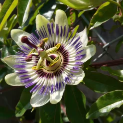 PLANT IN A BOX - Passiflore - set de 6 - passiflora edulis 'frederick' - hauteur 25-40cm - ⌀9cm