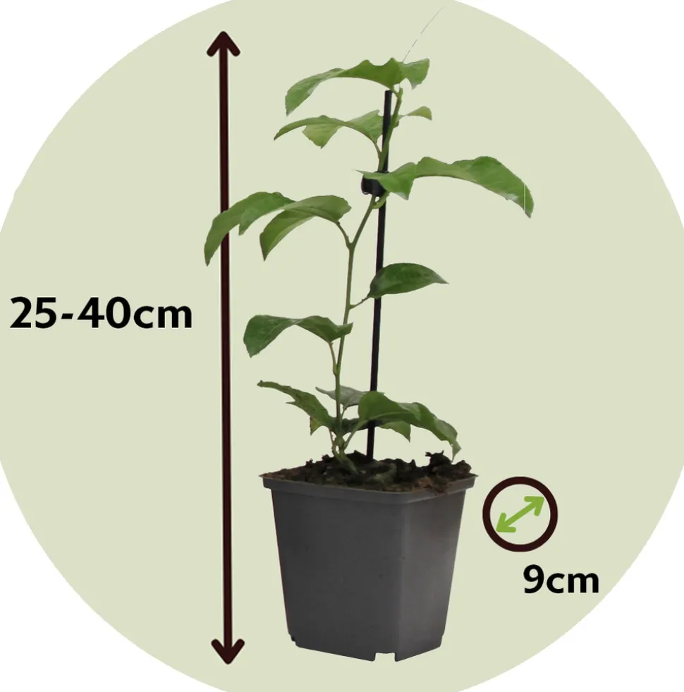 PLANT IN A BOX - Passiflore - set de 6 - passiflora edulis 'frederick' - hauteur 25-40cm - ⌀9cm