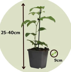 PLANT IN A BOX - Passiflore - set de 6 - passiflora edulis 'frederick' - hauteur 25-40cm - ⌀9cm
