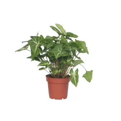 PLANT IN A BOX - Patte-d'oie - syngonium podophyllum 'pixie' - hauteur 25-40cm - ⌀12cm
