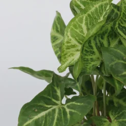 PLANT IN A BOX - Patte-d'oie - syngonium podophyllum 'pixie' - hauteur 25-40cm - ⌀12cm