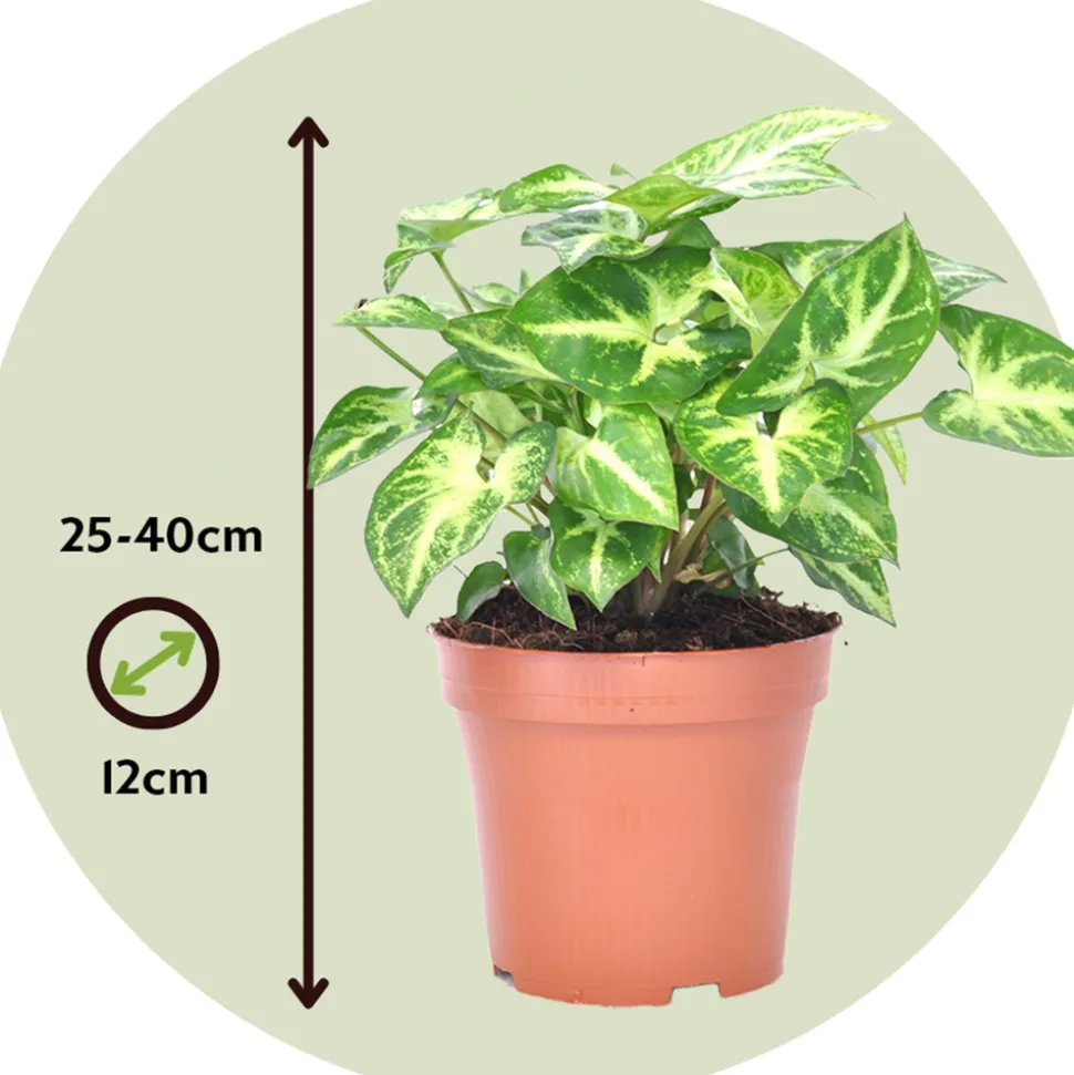 PLANT IN A BOX - Patte-d'oie - syngonium podophyllum 'pixie' - hauteur 25-40cm - ⌀12cm