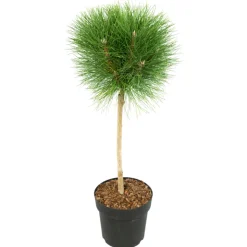 PLANT IN A BOX - Pin d'été - pinus 'summer breeze' - hauteur 70-80cm - ⌀24cm