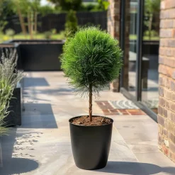 PLANT IN A BOX - Pin d'été - pinus 'summer breeze' - hauteur 70-80cm - ⌀24cm