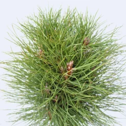 PLANT IN A BOX - Pin d'été - pinus 'summer breeze' - hauteur 70-80cm - ⌀24cm