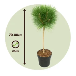 PLANT IN A BOX - Pin d'été - pinus 'summer breeze' - hauteur 70-80cm - ⌀24cm