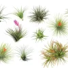 PLANT IN A BOX - Plante aérienne - set de 12 - tillandsia - hauteur 5-15cm - ⌀5cm