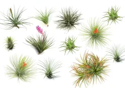 PLANT IN A BOX - Plante aérienne - set de 12 - tillandsia - hauteur 5-15cm - ⌀5cm