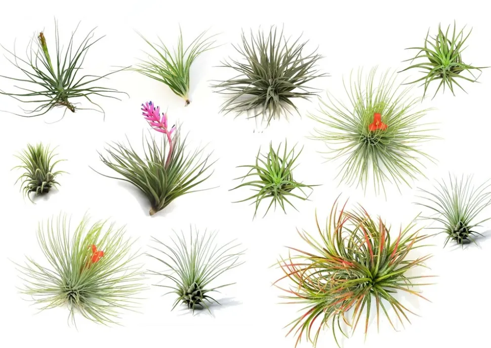 PLANT IN A BOX - Plante aérienne - set de 12 - tillandsia - hauteur 5-15cm - ⌀5cm