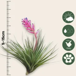 PLANT IN A BOX - Plante aérienne - set de 12 - tillandsia - hauteur 5-15cm - ⌀5cm