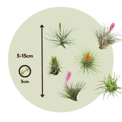 PLANT IN A BOX - Plante aérienne - set de 12 - tillandsia - hauteur 5-15cm - ⌀5cm