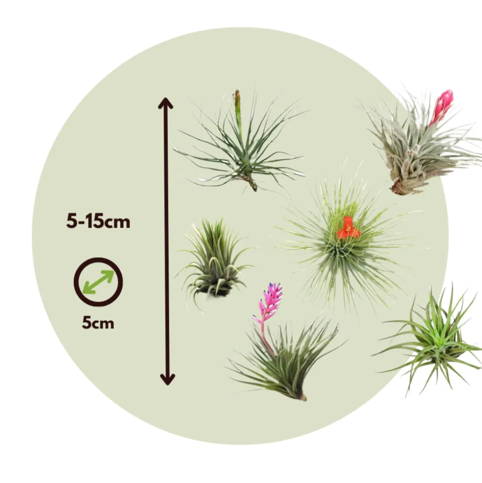 PLANT IN A BOX - Plante aérienne - set de 12 - tillandsia - hauteur 5-15cm - ⌀5cm