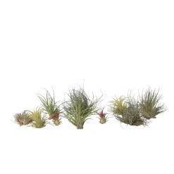 PLANT IN A BOX - Plante aérienne - set de 10 - tillandsia - hauteur 5-15cm - ⌀5cm