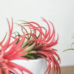 PLANT IN A BOX - Plante aérienne - set de 10 - tillandsia - hauteur 5-15cm - ⌀5cm