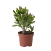 PLANT IN A BOX - Plante de jade - crassula ovata 'gollum' - hauteur 15-25 cm - pot 12 cm