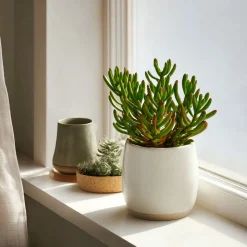 PLANT IN A BOX - Plante de jade - crassula ovata 'gollum' - hauteur 15-25 cm - pot 12 cm