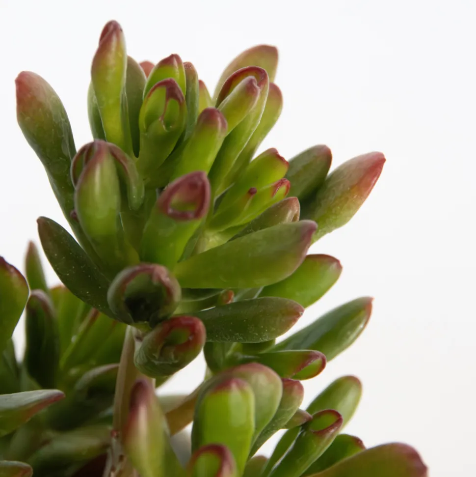 PLANT IN A BOX - Plante de jade - crassula ovata 'gollum' - hauteur 15-25 cm - pot 12 cm