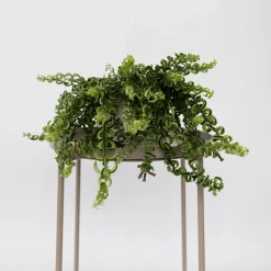 PLANT IN A BOX - Plante rouge à lèvres - aeschynanthus pulcher - hauteur 20-30cm - ⌀15cm