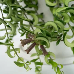 PLANT IN A BOX - Plante rouge à lèvres - aeschynanthus pulcher - hauteur 20-30cm - ⌀15cm