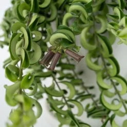 PLANT IN A BOX - Plante rouge à lèvres - aeschynanthus pulcher - hauteur 20-30cm - ⌀15cm