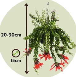 PLANT IN A BOX - Plante rouge à lèvres - aeschynanthus pulcher - hauteur 20-30cm - ⌀15cm