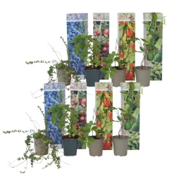 PLANT IN A BOX - Plantes fruitières - set de 8 - actinidia, vaccinium, lycium - h25-40cm - ⌀9cm