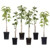 PLANT IN A BOX - Pommier - set de 6 - malus - hauteur 60-70cm - ⌀9cm