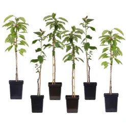 PLANT IN A BOX - Pommier - set de 6 - malus - hauteur 60-70cm - ⌀9cm