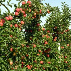 PLANT IN A BOX - Pommier - set de 6 - malus - hauteur 60-70cm - ⌀9cm