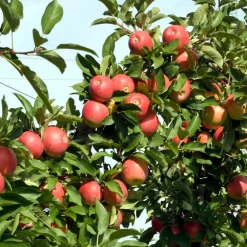 PLANT IN A BOX - Pommier - set de 6 - malus - hauteur 60-70cm - ⌀9cm