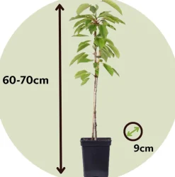 PLANT IN A BOX - Pommier - set de 6 - malus - hauteur 60-70cm - ⌀9cm