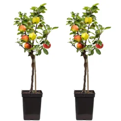 PLANT IN A BOX - Pommier - set de 2 - malus - hauteur 60-70cm - ⌀17cm